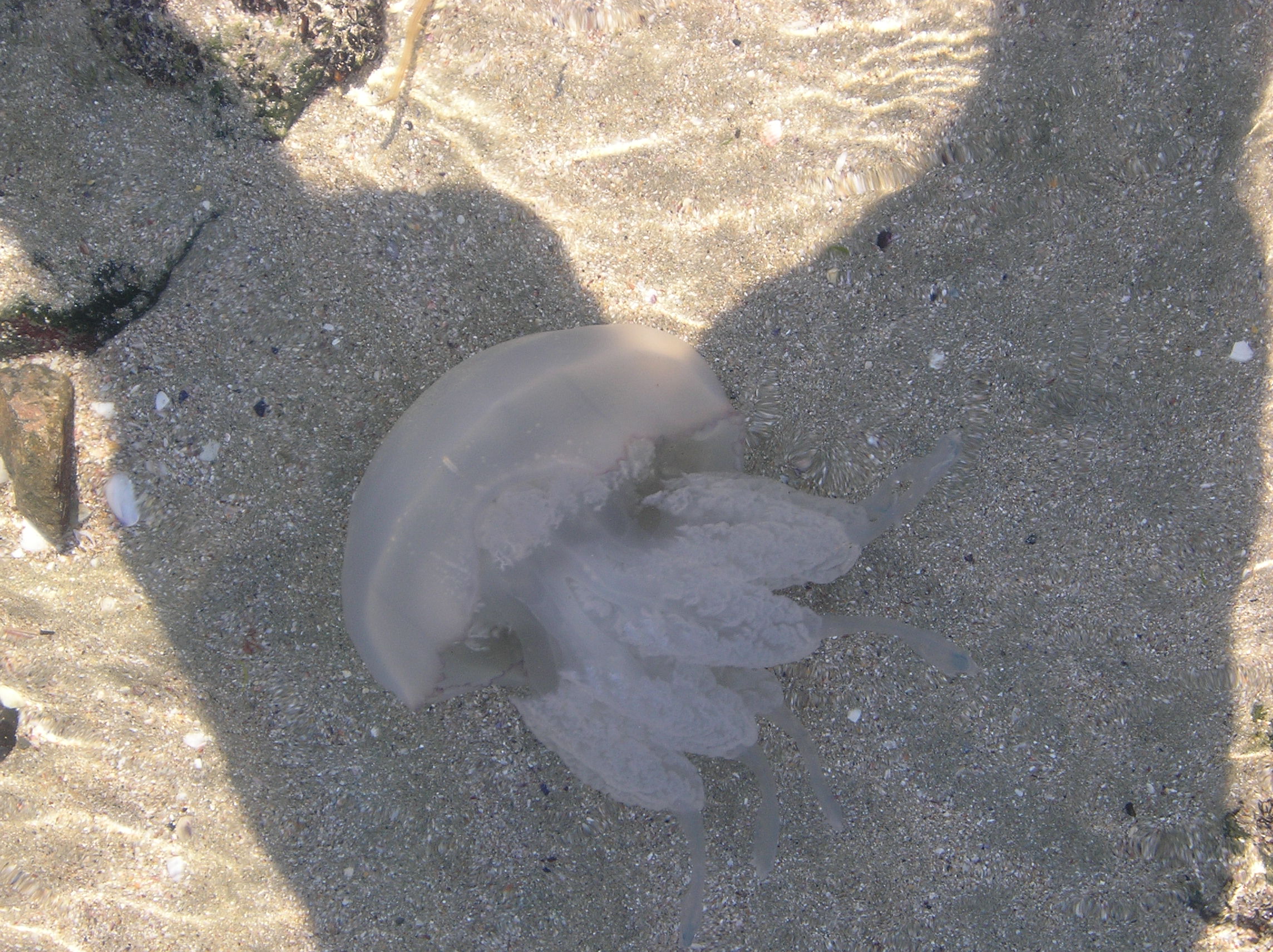 Meduza.jpg